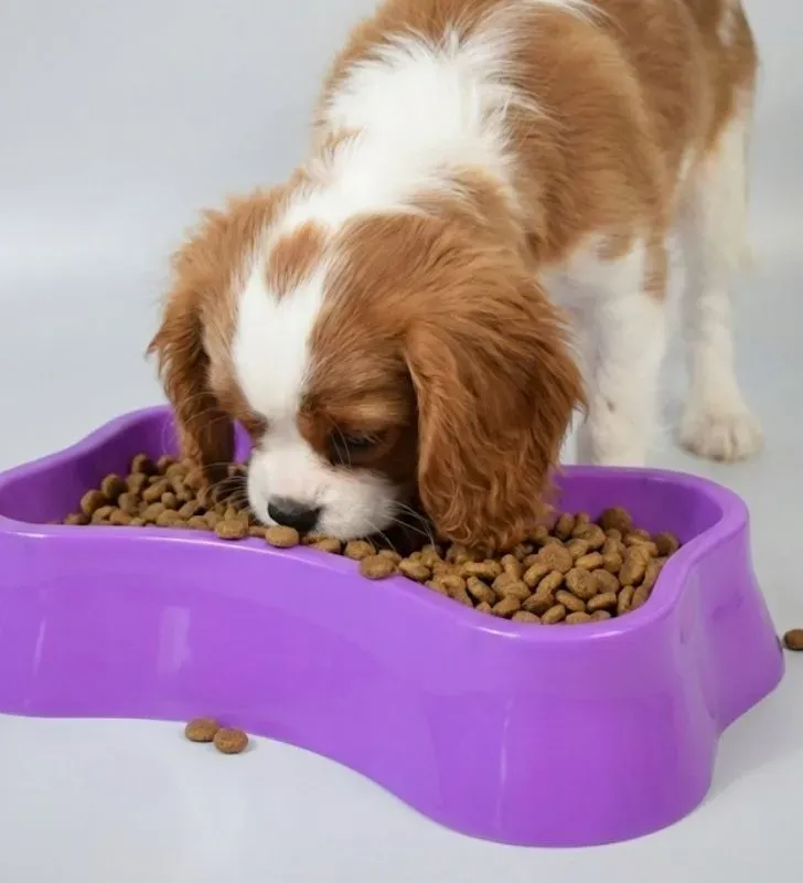 Plato para Perro Forma de Hueso 060011 - Juguetes Kimbo