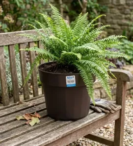 Maceta No. 7 Austera Alica NOMJ-007 CH - Color Chocolate