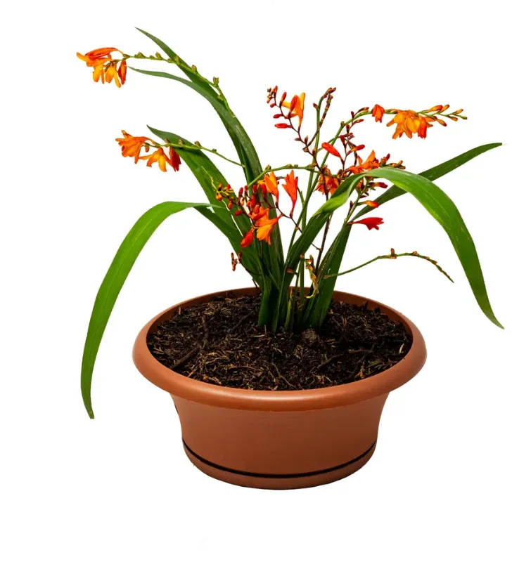 Maceta Turca D’NOVO 20 cm - Colores Barro y Chocolate