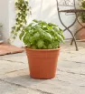 Maceta de Plástico Plastipop No. 1 Jr – Contenedor Terracota