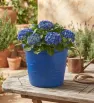 Maceta Económica No. 5 Plástico Varios Colores Almoplastic