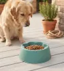 Plato de Plástico para Mascota Diseño Huella ME25325 | Mexasia
